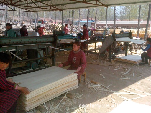 直销杨木旋切皮杨木皮单板夹心批发家装木板材 家具木材