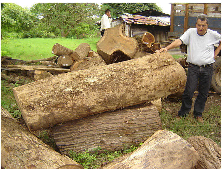 供应柚木原木 不易变形家装木板材 进口实木甲板木材 家具用料